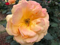 -人民公园(罗湖区)