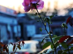 -后海16号·北京私房菜