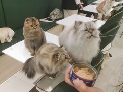 -安格丽娜·狗咖·猫咖羊驼咖(春熙路百盛商场店)