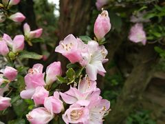 -荆川公园