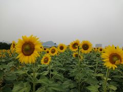 -光明小镇欢乐田园