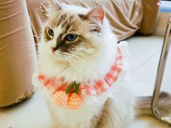 -怪兽屋·羊驼·猫咖·狗咖(俊华广场店)