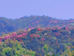 -贵州百里杜鹃风景名胜区