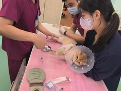 -北京观赏动物医院·24小时大型综合·猫专科·异宠专科