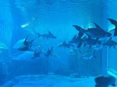 -多彩贵州城极地海洋世界