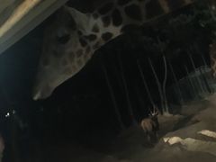 -清迈夜间动物园