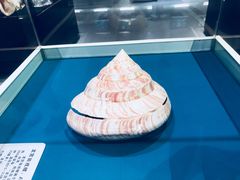 -青岛贝壳博物馆