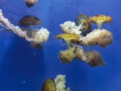 -烟台海昌鲸鲨海洋公园