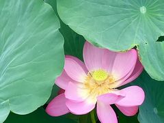 -羊亭河湿地公园