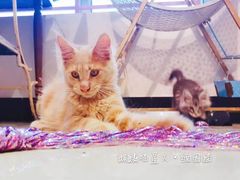 -十年猫舍·猫咪专门店(普陀店)
