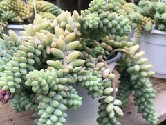 -广东花都香草世界旅游度假区