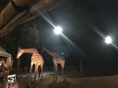 -清迈夜间动物园