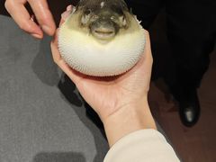 -肆月河豚·淮扬菜·湘菜(华天店)