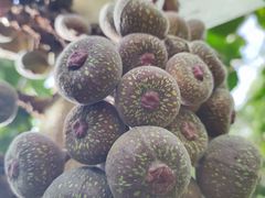 -呀路古热带植物园