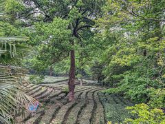 -野蔓果·山野菜(西湖景区·龙井茶田店)