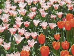 -玄武湖景区-情侣园游乐场