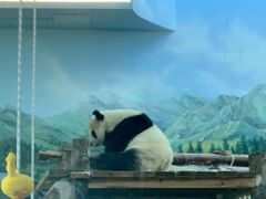-武汉动物园