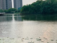 -新江湾城公园