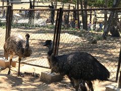 -大连森林动物园