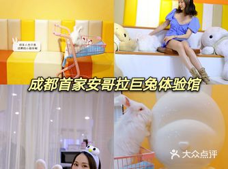 探店 | 成都首家安哥拉兔体验馆