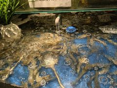 -亚马逊蒸汽活海鲜自助(LCM置汇旭辉广场店)
