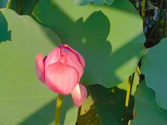 -荷塘月色湿地公园·向阳花洲