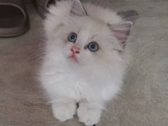 -Bastet sally猫舍购宠(静安店)
