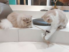 -飞行喵MR PILOT|猫舍·猫咖(静安大融城店)