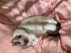 -绒爪撸猫下午茶·猫咖