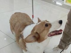 -美联众合动物医院·24h京西诊疗中心
