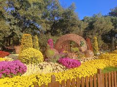 -上海共青森林公园