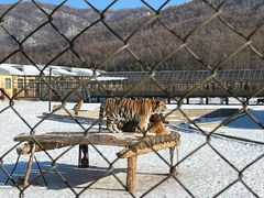 -横道河子东北虎林园