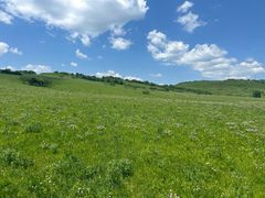 -御道口草原森林风景区