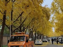 -三里屯东五街银杏大道