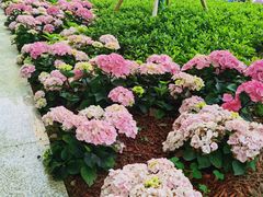 -徐家汇源景区-衡山公园