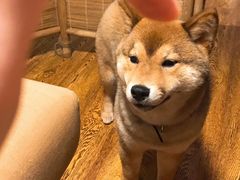 -柴务处·柴犬主题狗咖