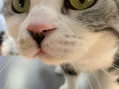-COLOR PETS 撸猫馆·购猫·猫咖(长风大悦城店)