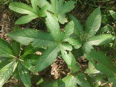 -广州白江湖森林公园