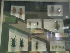 -上海昆虫博物馆