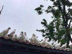 -茯茶镇