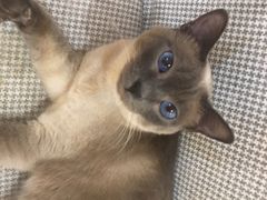 -滚猫咖啡·猫咖·猫友好撸猫(未来城店)