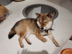 -柴务处·柴犬主题狗咖
