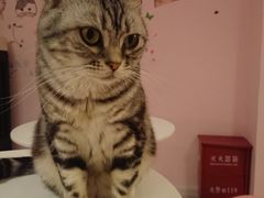 -三花喵·撸猫购宠·宠物生活馆(虹桥南丰城店)