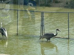 -盐城丹顶鹤湿地生态旅游区