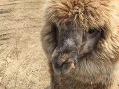 -常州淹城野生动物世界
