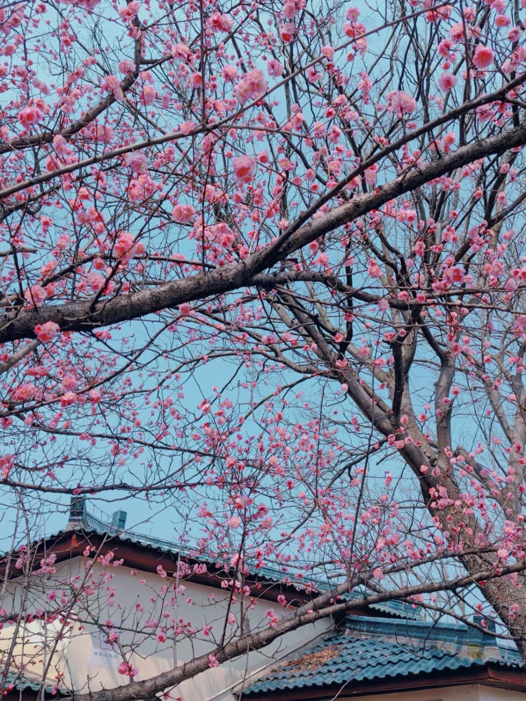 傅家边梅花山简介图片