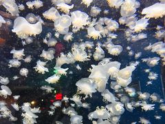 -太平洋海底世界