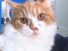 -纳吉亚猫专科动物医院博雅分院