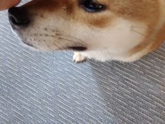 -柴源莊·柴小宠柴犬咖啡