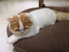 -猫和宫(六道口店)